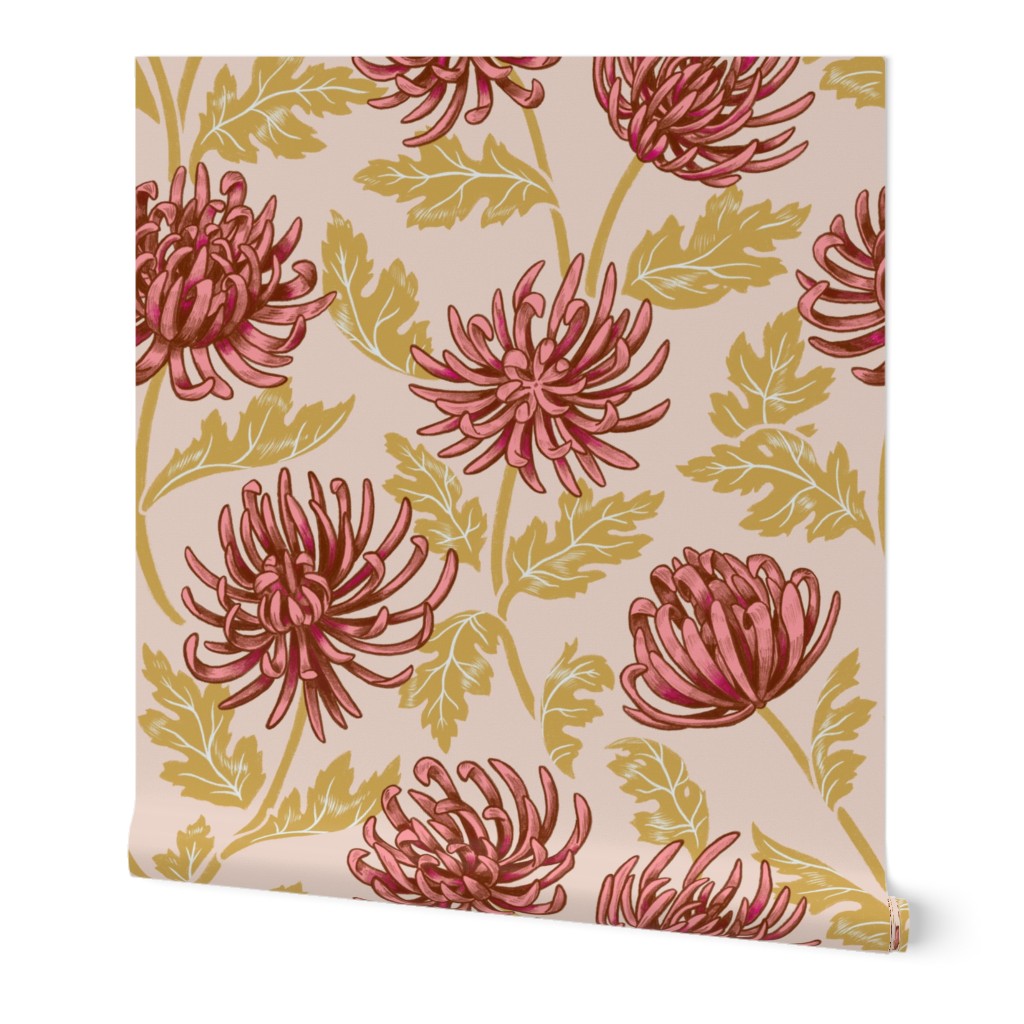 Chrysanthemum Blush