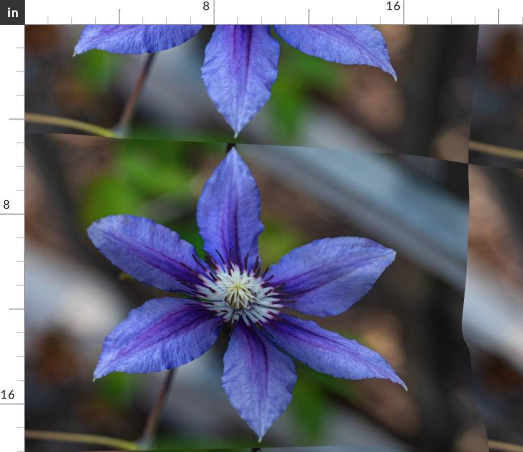 Clematis Flower