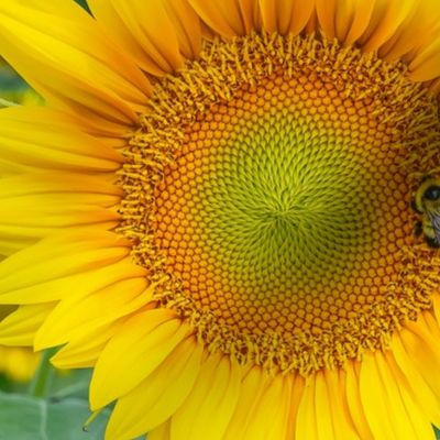 Sunflower Bee Symmetry (landscape)