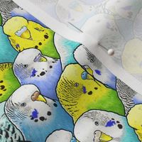 [Small] Colourful Budgies Parakeets