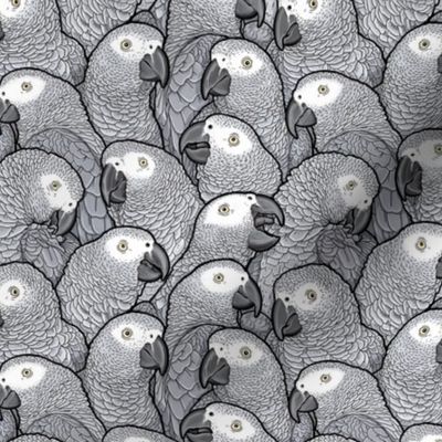 [Small] African Grey Parrots