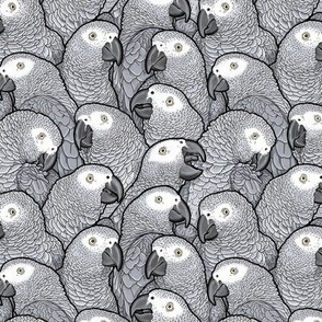 [Small] African Grey Parrots