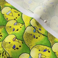 [Small] Green Yellow Budgies Parakeet