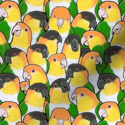 [Small] Caique Parrots