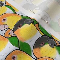 [Small] Caique Parrots