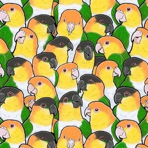 [Small] Caique Parrots