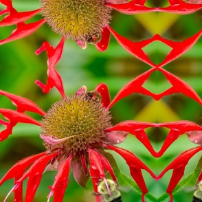 Red Bee Balm (large design)