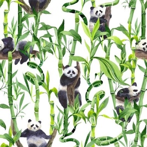 Peek-a-boo Pandas