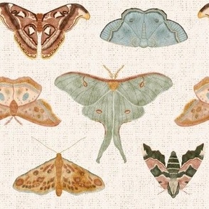 night flight moths