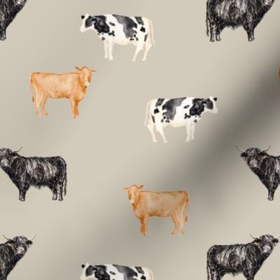 Cows with Sand Background