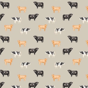 Cows with Sand Background