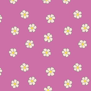 Pink Daisy Flowers on Purple Background