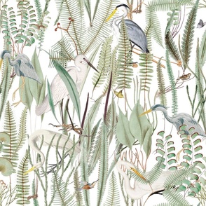 herons and egrets on white