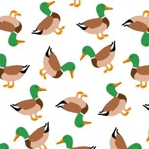 mallar ducks on white background SMALL