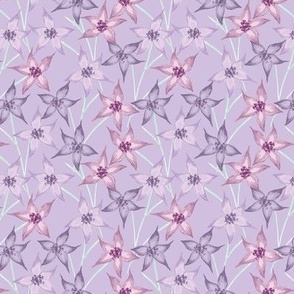 'Petite Starflower' on Lilac