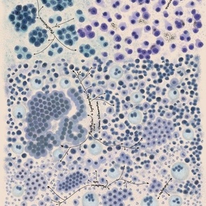 Cells from the human body prints are also available. 
Cytology,  pathology,  histology,  teaching and learning guide.  Use it on any science project.  
Other cell types are in the shop and in our site CytoNerd.com 