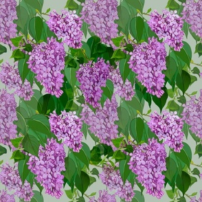 Lilacs - NH State Flower - Petal Power