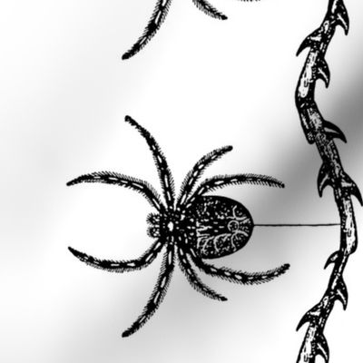 Spider Border (black on white)