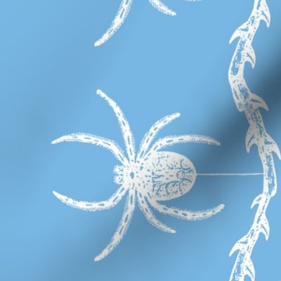 Spider Border (blue)