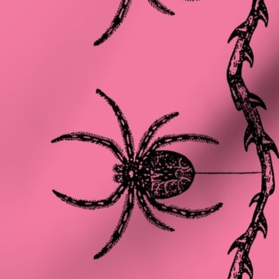 Spider Border (pink)