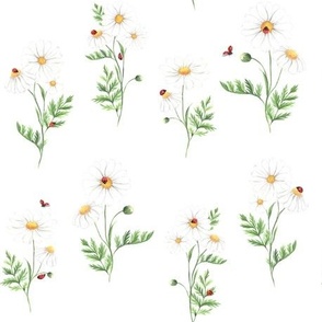 Daisies and Ladybugs