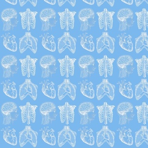 Anatomy Lesson Light Blue Small