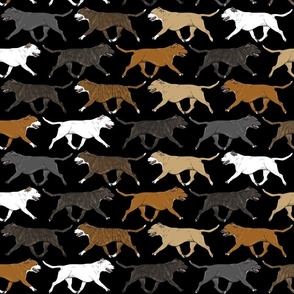 Trotting Staffordshire Bull Terriers border - black