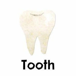 Tooth- 6" panel