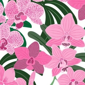 Pink Orchids on white