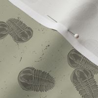 Small Prehistoric Trilobite Fossils with Laurel Green Background