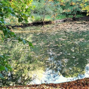 un étang en  automne en Bretagne