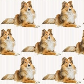 Sable Sheltie on Stripe