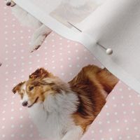 Pink Polka Dots Sheltie Puppy