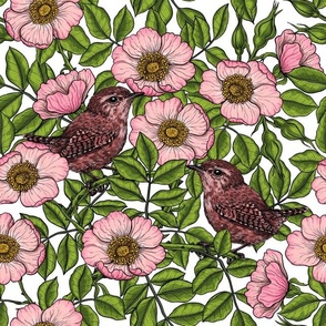 Wrens in the dog rose on white