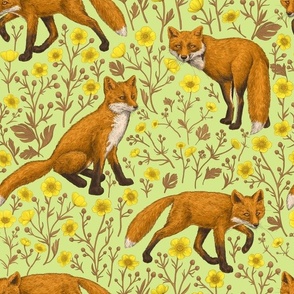 Foxes and buttercups  on honey dew