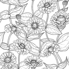 Zinnias in black and white
