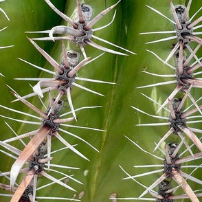 Prickles - cactus close-up