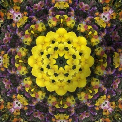 kaleidoscopic violets