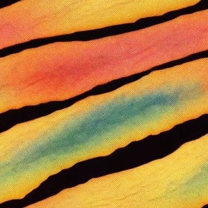 Butterfly wing texture