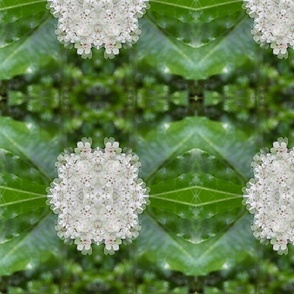 Milkweed Kaleidoscope