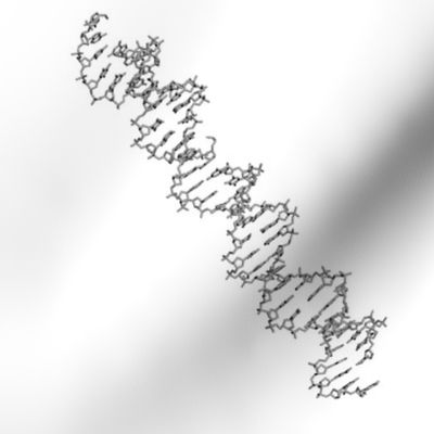 3D structure of DNA
