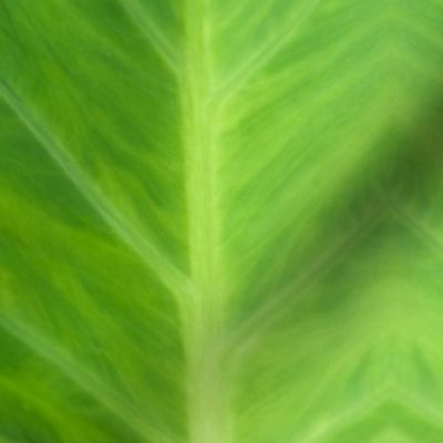 Botanical abstract stripe - Green Taro Leaf 