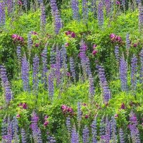 lupine garden