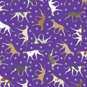 Trotting smooth Saluki and paw prints - purple