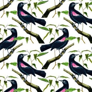 Vintage Victorian Red-Winged Blackbirds on Branches