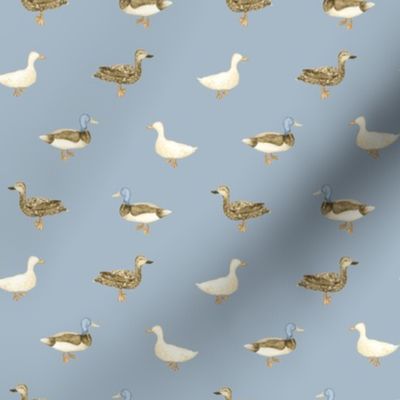 Ducks in Pale Blue