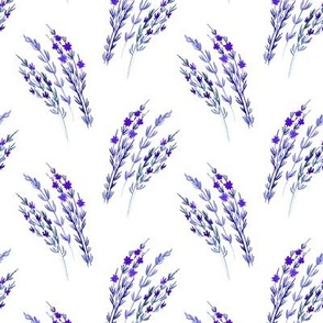 Aromatic plants, lavender, rosemary