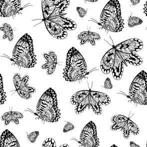 graphic butterflies