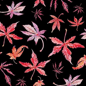 Japanese Maple Leaves