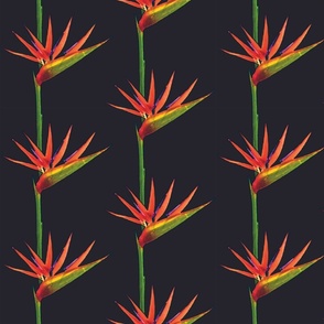 Strelitzia Stripe